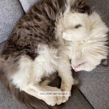 Foto 1/1 Fraise Chat perdido en Voglans