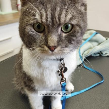 Foto 1/1 Simba Chat perdido en Aulnay sous bois