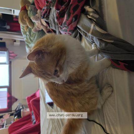 Foto 1/1 Gato encontrado Encontrado en Grenoble