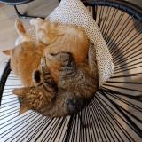 Foto del gato perdido en Le Lion D Angers