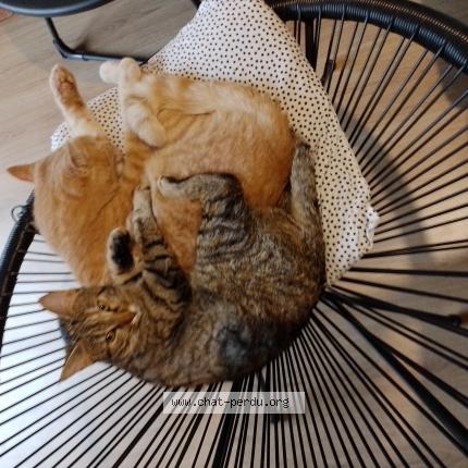 Foto 1/1 Nala Chat perdido en Le lion d angers