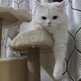 Foto del gato perdido en Hyderabad