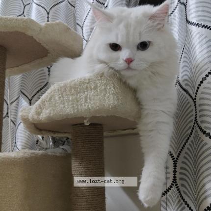 Foto 1/1 Muezza Chat perdido en Hyderabad