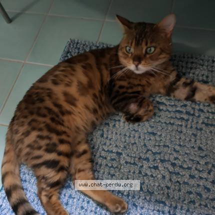 Foto 1/1 Tom Chat perdido en Chavannes les grands