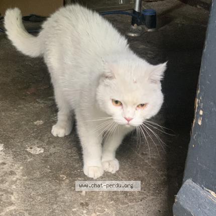 Foto 1/1 Gato encontrado Encontrado en Gaillard