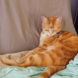 Foto del gato perdido en Plumelec