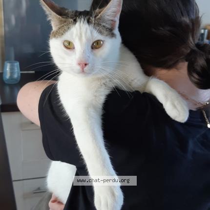 Foto 1/1 bucky Chat perdido en Quesnoy sur deule