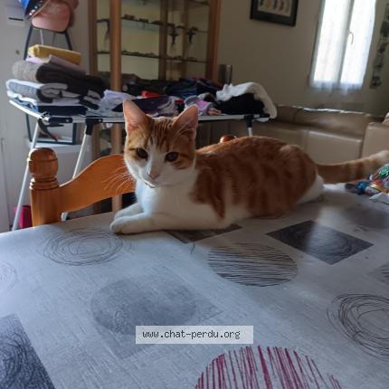 Foto 1/1 Émilie Chat perdido en La fleche