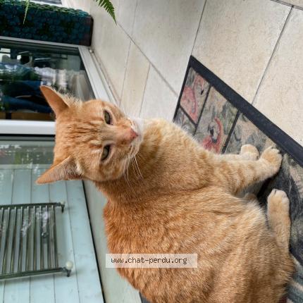 Foto 1/1 Gato encontrado Encontrado en Lille