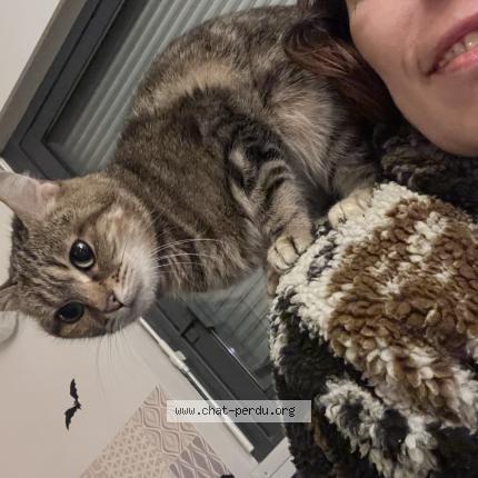 Foto 1/1 Jade Chat perdido en Verneuil sur avre