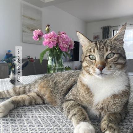 Foto 1/4 Snow Chat perdido en Manthelon