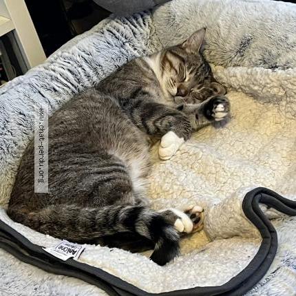 Foto 2/4 Snow Chat perdido en Manthelon