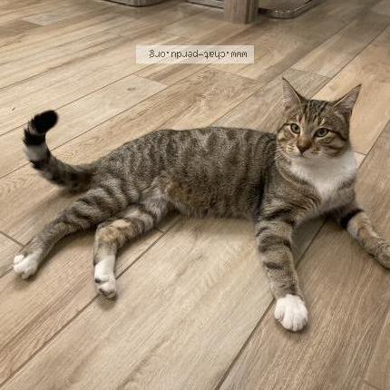 Foto 3/4 Snow Chat perdido en Manthelon