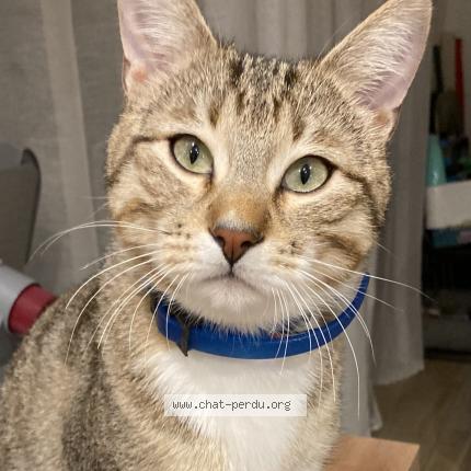 Foto 4/4 Snow Chat perdido en Manthelon