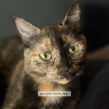 Foto 1/1 Kitty Chat perdido en Le mans