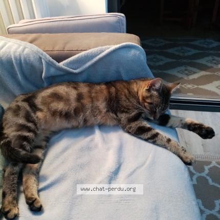 Foto 1/1 Kiki Chat perdido en Le havre