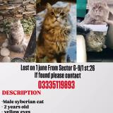 Foto del gato perdido en Islamabad