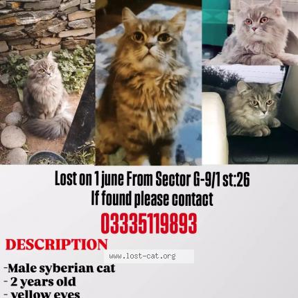 Foto 1/1 Smokey Chat perdido en Islamabad