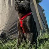 Foto del gato perdido en Ormes