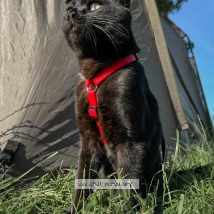 Foto 1/1 Kim Chat perdido en Ormes