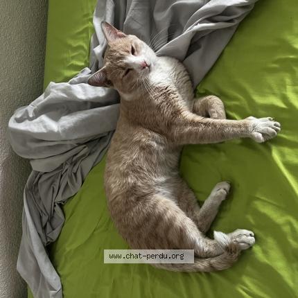 Foto 1/1 Gato encontrado Encontrado en Grenoble vallier catane