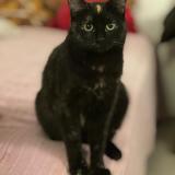 Foto del gato perdido en Paris