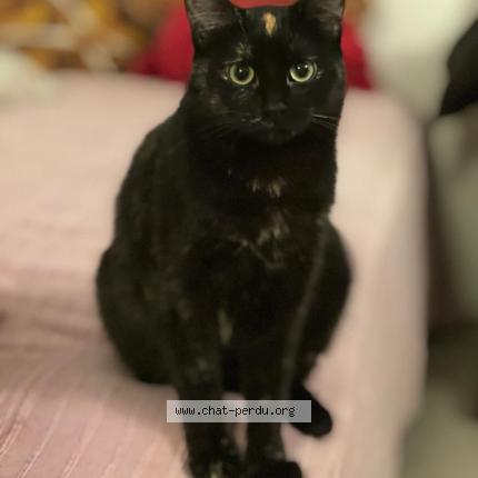 Foto 1/1 Minuit Chat perdido en Paris