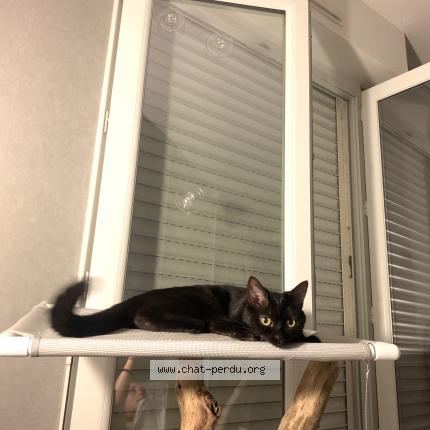 Foto 1/1 Molly Chat perdido en Orleans