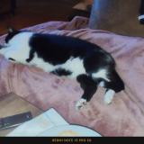 Foto del gato perdido en Salles