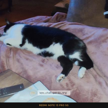 Foto 1/1 L&eacute;o Chat perdido en Salles