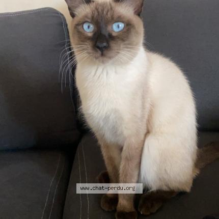 Foto 1/1 César Chat perdido en Arcueil