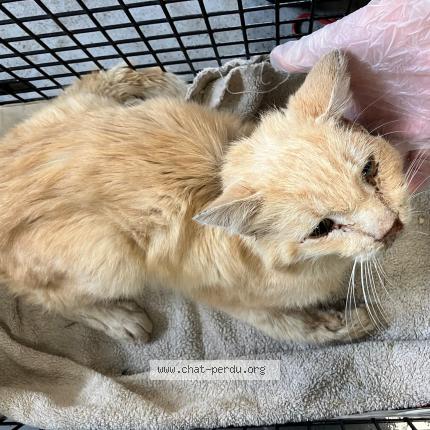 Foto 1/1 Gato encontrado Encontrado en Roubaix