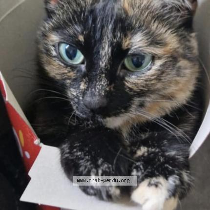 Foto 1/1 Kitty Chat perdido en Grace hollogne