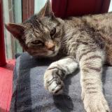 Foto del gato perdido en Le Relecq Kerhuon