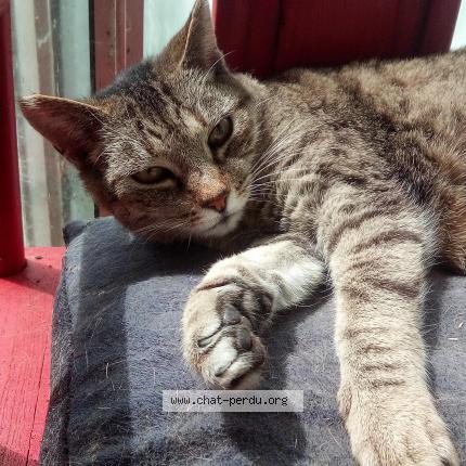 Foto 1/1 Lottie Chat perdido en Le relecq kerhuon