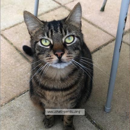 Foto 1/1 Goulash Chat perdido en L isle sur la sorgue