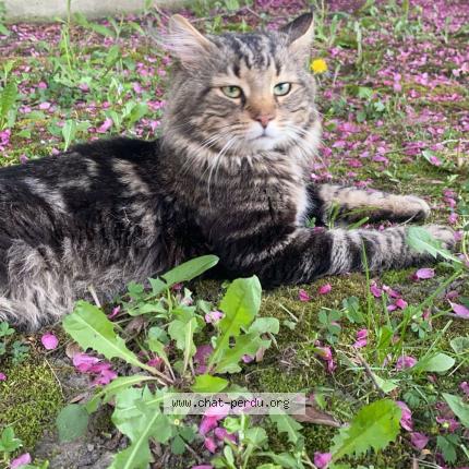 Foto 1/1 tac Chat perdido en Repentigny
