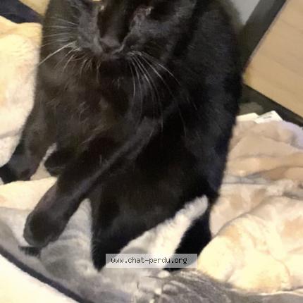 Foto 1/1 Mamoureuse Chat perdido en Serriere