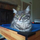 Foto del gato perdido en Navailles Angos