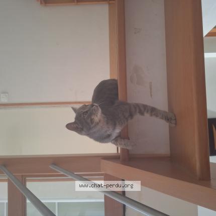 Foto 1/1 Filfil Chat perdido en Thorigne fouillard