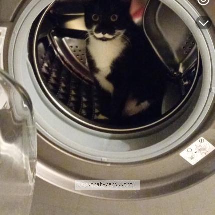 Foto 1/1 Maki Chat perdido en Aulnat