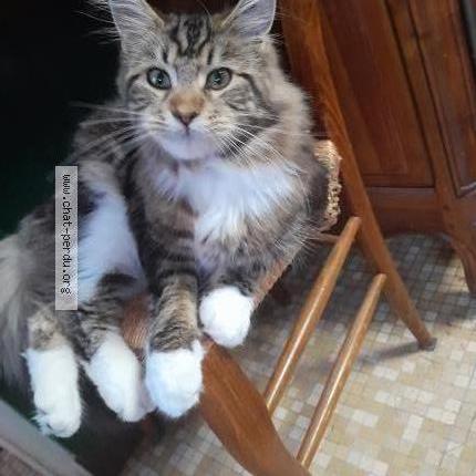 Foto 1/1 Upsilon Chat perdido en Poligny