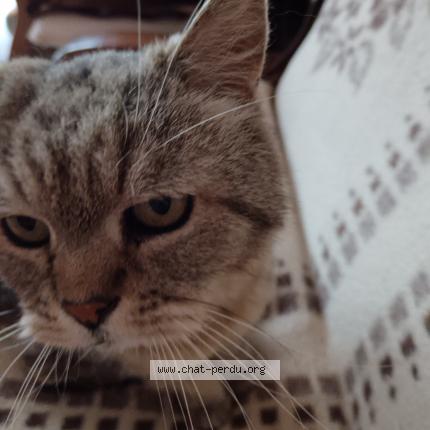 Foto 1/1 Mimi Chat perdido en Ouistreham