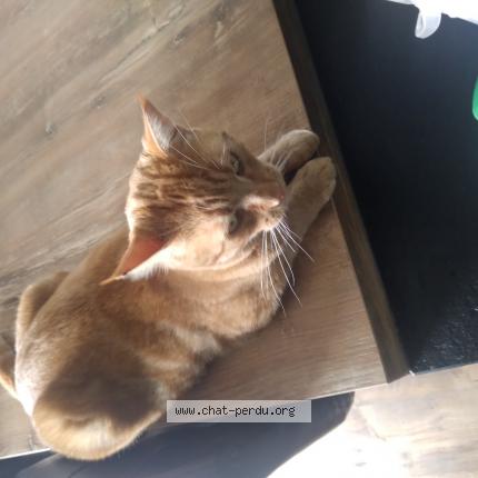 Foto 1/1 Arfie Chat perdido en Ayrens