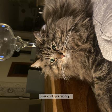 Foto 1/1 Kyllie Chat perdido en Tarascon