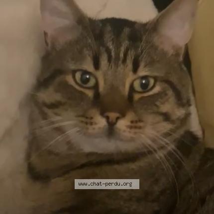 Foto 1/1 Sans nom Chat perdido en Fives