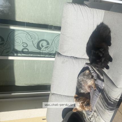 Foto 1/1 Kitty Chat perdido en Tarascon