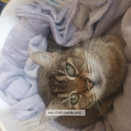 Foto 1/1 Chanone Chat perdido en Pons