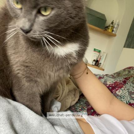 Foto 1/1 Appolon Chat perdido en Allouagne