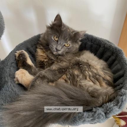 Foto 1/1 Gato encontrado Perdido en Villers sur coudun 60150